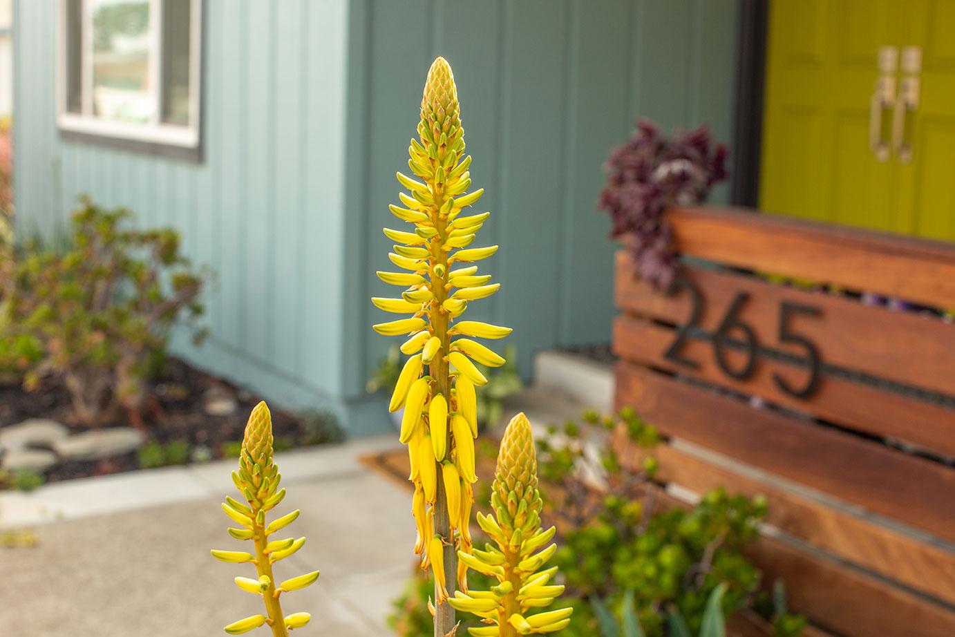 Front yard detail