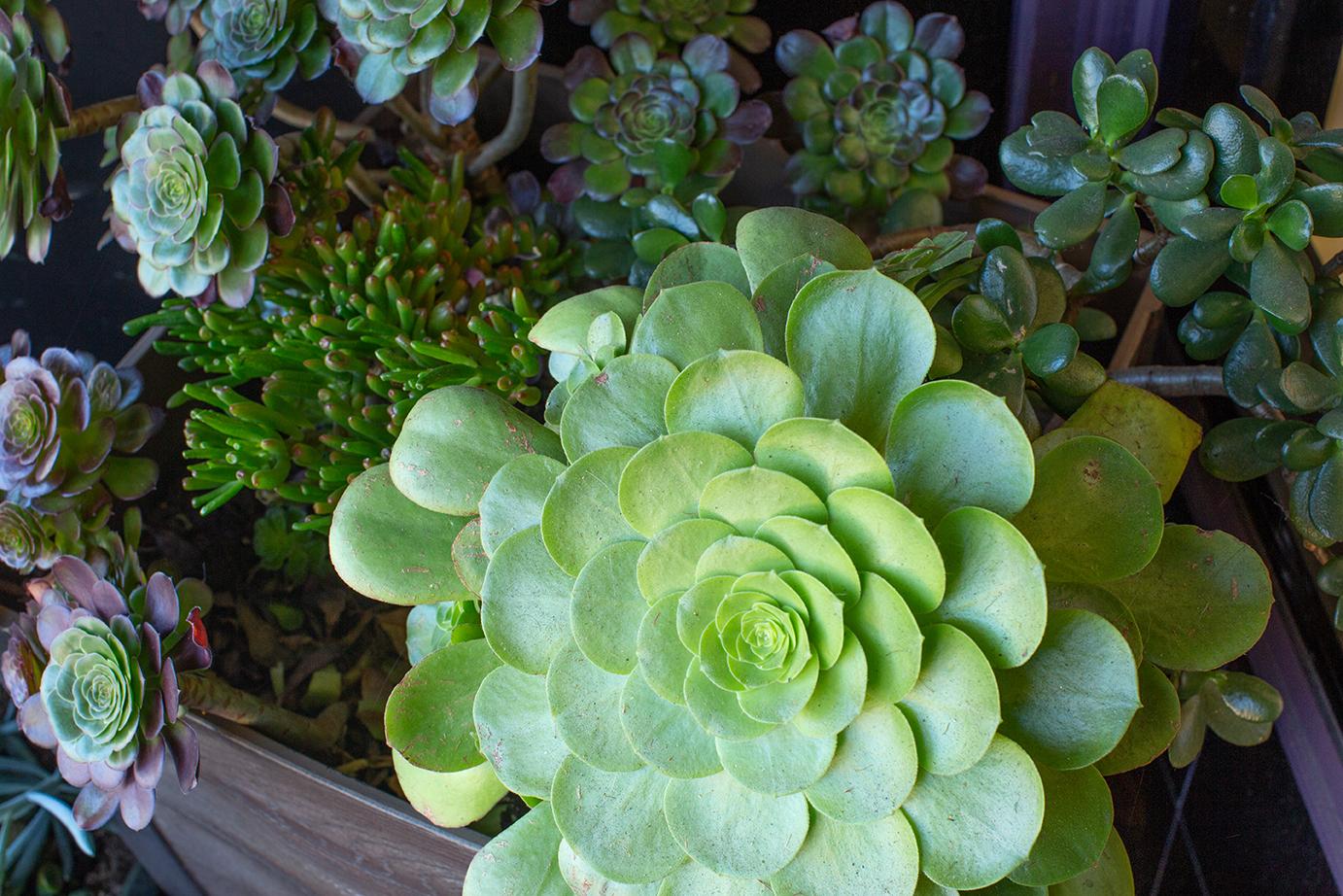 Close up of plants outside of salon door